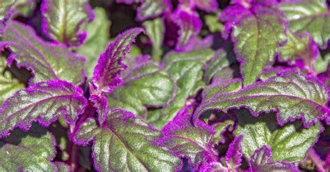 How To Grow And Care For Purple Passion Plants Gardener’s Path