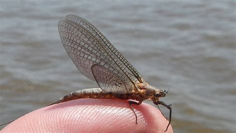 Scott Mcgehee Blog Mayflies Lead To Great Bass Action