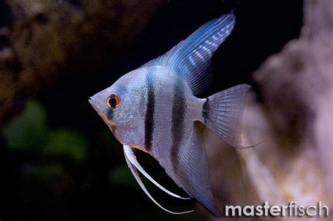 Skalar Eimekei Blau Pterophyllum Scalare MasterFisch