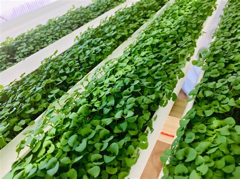 How To Grow Hydropoic Basil Microgreens On Nft Microgreens Systems