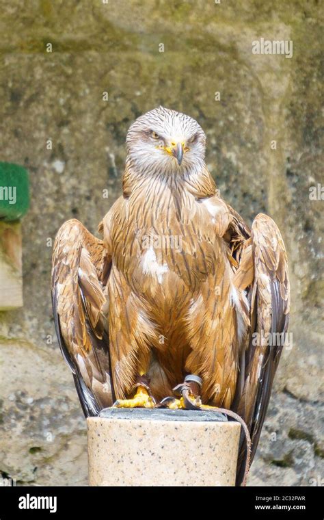 Birds Of Prey Stock Photo Alamy