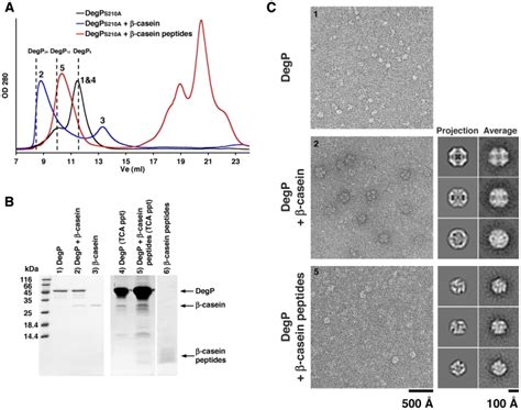 A Elution Profiles From A Superdex 200 Column Of Solutions Containing Download Scientific