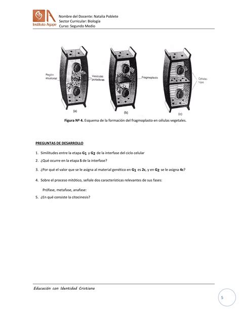 Gu A Ciclo Celular Y Mitosis Medio Pdf