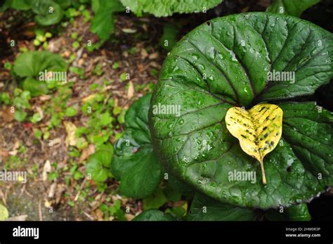 Tropical jungle foliage Stock Photo - Alamy