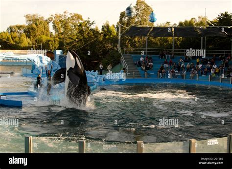 Killer whale show at Mundo Marino, San Clemente del Tuyu, Argentina Stock Photo: 61498850 - Alamy