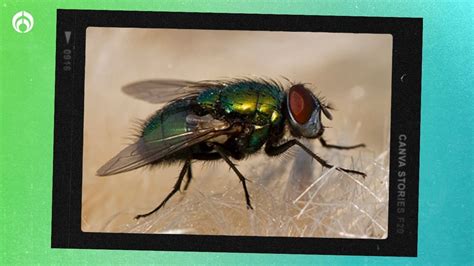 Qué debo hacer si me pica una mosca verde o panteonera Radio Fórmula