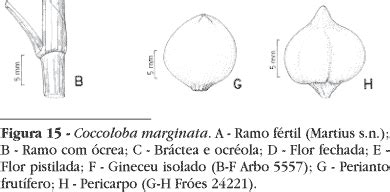 Scielo Brasil As Esp Cies De Coccoloba P Browne Polygonaceae Da