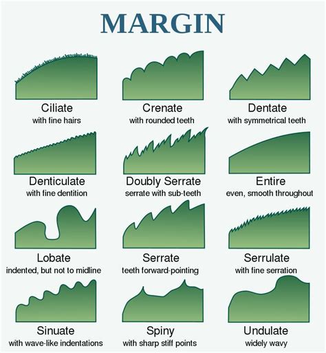 leaf margin : Biological Science Picture Directory – Pulpbits.net