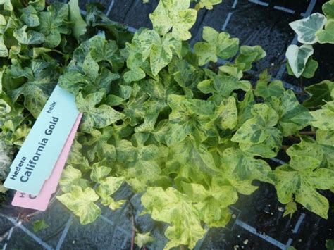 Hedera Helix California Gold Lierre Dornement La Boutique Du Lierre