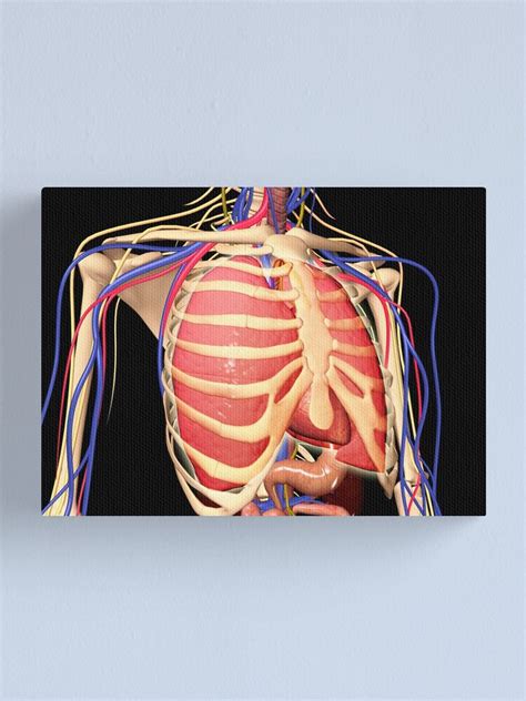 Diagram Rib Cage With Organs Rib Cage Anatomy Labeled Vector Illustration Diagram Medical