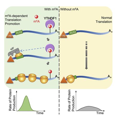 N Methyladenosine Modulates Messenger Rna Translation Efficiency Cell