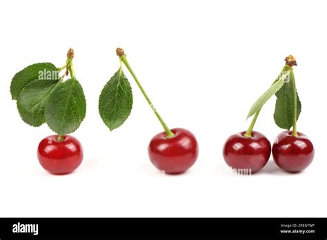 Collection Of Cherries With Green Leaf Isolated On White Background