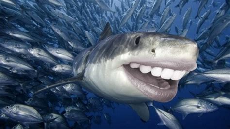 22 Sharks With Human Teeth Pictures That Are Just Ridiculous