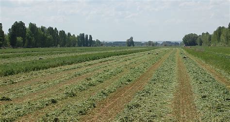 Media Alfalfa