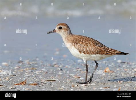 Grey Plover Or Black Bellied Plover Pluvialis Squatarola Juvenile