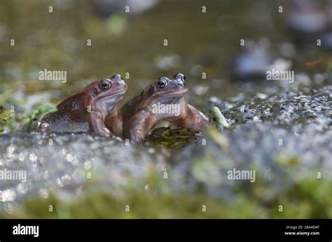 Peebles Scottish Borders Uk Th March Wildlife European Common