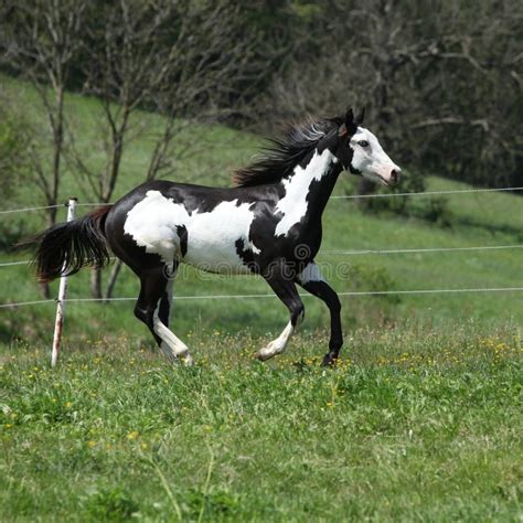 Gorgeous Black And White Stallion Of Paint Horse Running Stock Photo