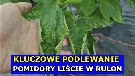 Kluczowe Podlewanie Warzyw LATEM Pomidory Liście ZWIJAJĄ SIĘ w Rulon