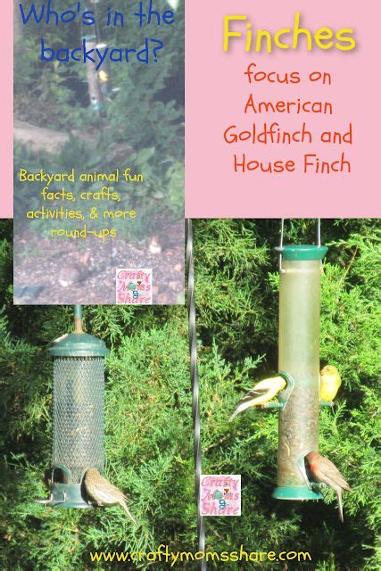 Fun Facts About Finches Including American Goldfinches And House