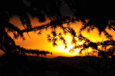 Sunrise Through The Pine Tree Flickr Photo Sharing