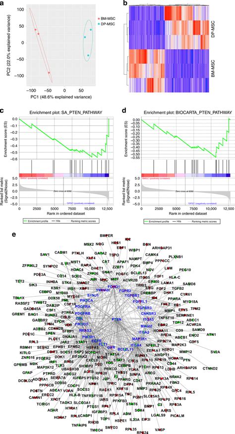 Pten Pathway Was Significantly Upregulated In Dp Mscs A Pca Analysis