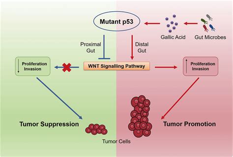 Mutant P53 Inhibits Tumorigenesis By Avoiding The Initiation Of Download Scientific Diagram