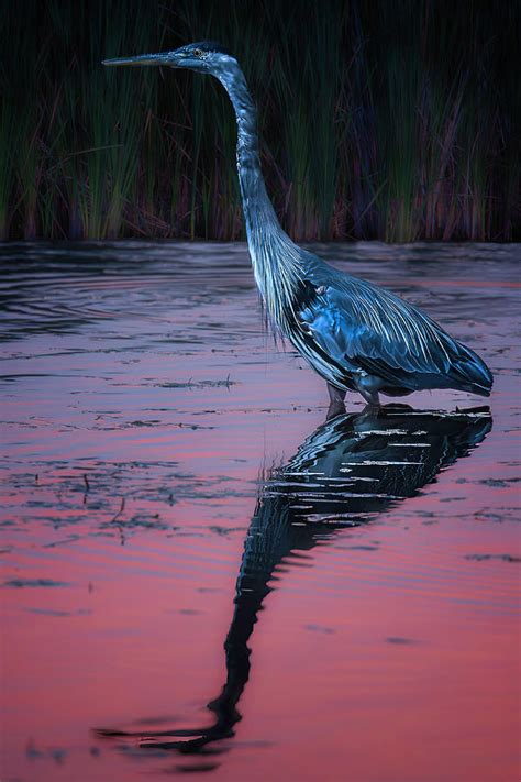 Blue Heron After Sunset Photograph By Roger Swieringa Fine Art America