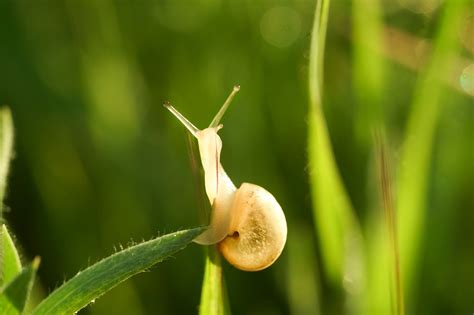 Free Slug Snail Images Pixabay