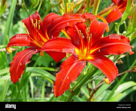 Hemerocallis Orange Rust Garden Herbaceous Perennial In Border Stock