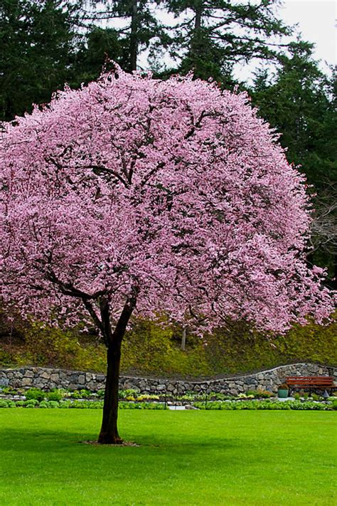 Buy Newport Purple Leaf Flowering Plum Tree Free Shipping 5 Gallon