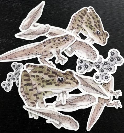 Leopard Frog Life Cycle Stickers | Etsy