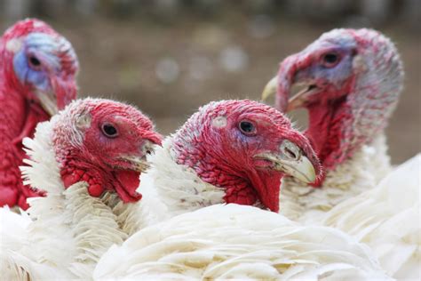 Minnesota Reports Fifth Confirmed Avian Influenza Infection Site