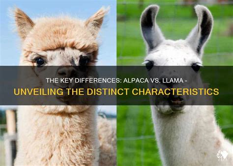 The Key Differences Alpaca Vs Llama Unveiling The Distinct