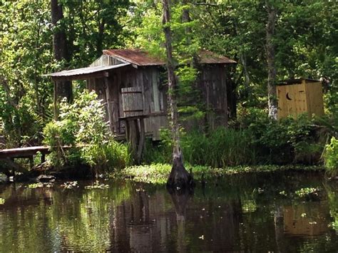 Swamp Tour Swamp Tours Louisiana Bayou Bayou