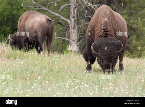 American Bison Grazing In The National Bison Range Montana Usa Stock