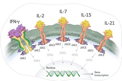 Advances In Alopecia Areata Jak Stat Pathway