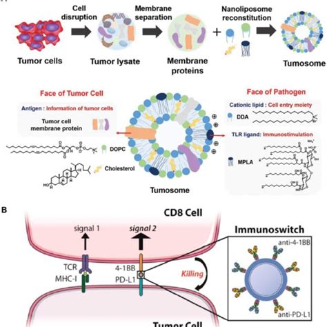 Schematic Illustration Of Multifaceted Immune Modulating Nanoparticles