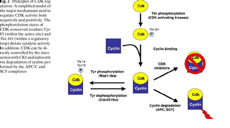 Principles Of Cdk Regulation A Simpliwed Model Of The Major