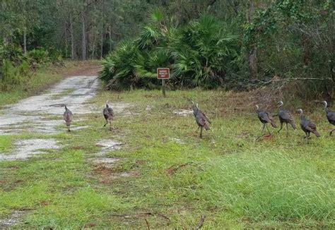 Lake Kissimmee State Park | Florida State Parks