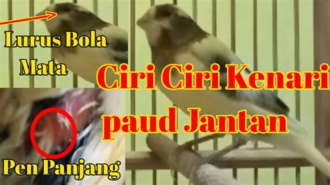 Ciri Ciri Kenari Paud Jantankenari Umur 2 Bulan Budy Tk Youtube