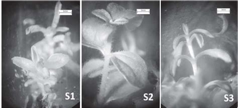 Figure 1 From Investigation Of Effective In Vitro Propagation Media For