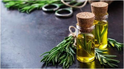 Rosemary Oil Benefits बालों और त्वचा के लिए बेहद फायदेमंद है रोजमेरी ऑयल Rosemary Oil