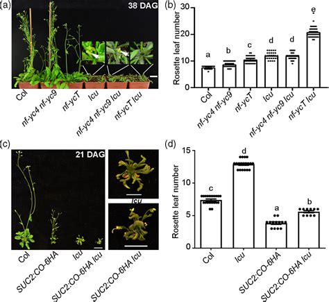 Tcp Interacts With Nuclear Factorys To Promote Flowering By Directly