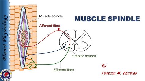 Muscle Spindle Structure Functions Youtube