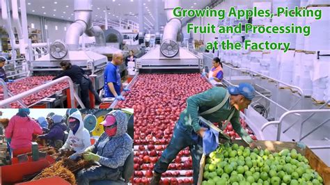 American Farmers Produce 9 9 Billion Pounds Of Apples And How They