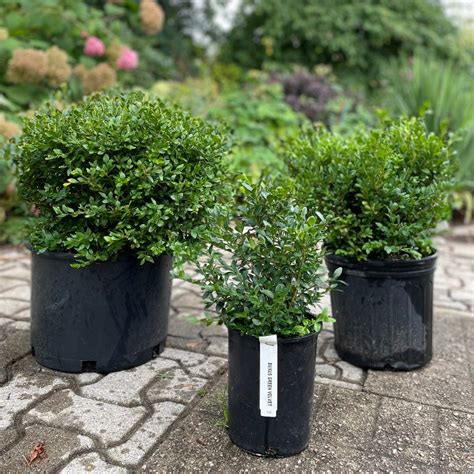 Boxwood Green Velvet Knippel Garden Centre