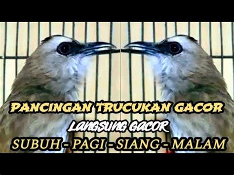 Trucukan Gacor ROPEL PANJANG Buat Pancingan Trucukan Agar Bunyi Jadikan