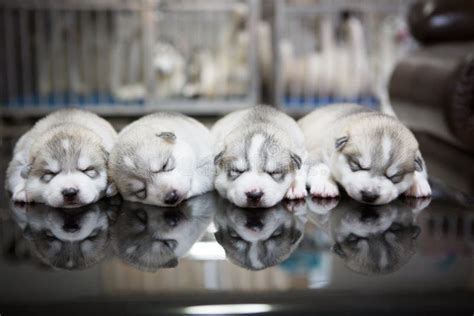 Siberian Husky Puppies Sleeping with Background Stock Photo - Image of puppy, husky: 58783008