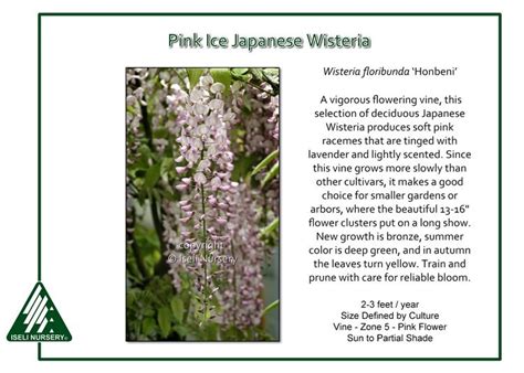 Pink Ice Japanese Wisteria A Vigorous Flowering Vine Wisteria