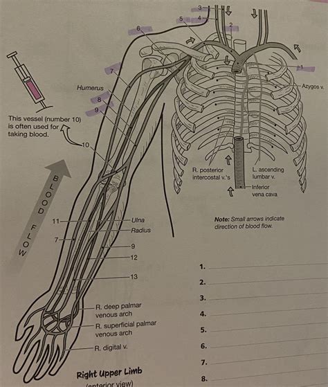 Veins In The Upper Limb And Shoulder Diagram Quizlet